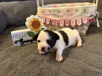 Danny “Danica”, a male Chihuahua for sale in Paxton, IL – Photo 3 of 5