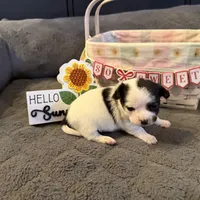 Danny “Danica”, a male Chihuahua for sale in Paxton, IL – Photo 5 of 5