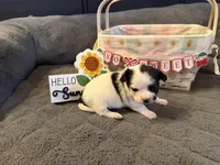 Danny “Danica”, a male Chihuahua for sale in Paxton, IL – Photo 5 of 5