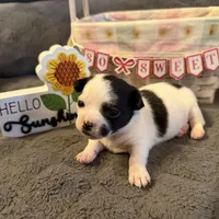 Danny “Danica”, a male Chihuahua for sale in Paxton, IL – Photo 1 of 5