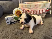 Danny “Danica”, a male Chihuahua for sale in Paxton, IL – Photo 1 of 5