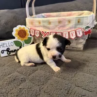 Danny “Danica”, a male Chihuahua for sale in Paxton, IL – Photo 4 of 5