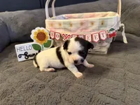 Danny “Danica”, a male Chihuahua for sale in Paxton, IL – Photo 4 of 5