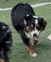 Happy “Hazel”, a female Miniature American Shepherd for sale in Paxton, IL – 8 of 10