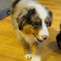 Henley “Hazel”, a male Miniature American Shepherd for sale in Paxton, IL – Photo 2 of 10