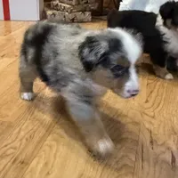 Henley “Hazel”, a male Miniature American Shepherd for sale in Paxton, IL – Photo 9 of 10