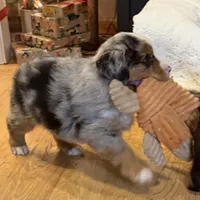 Henley “Hazel”, a male Miniature American Shepherd for sale in Paxton, IL – Photo 3 of 10