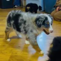 Henley “Hazel”, a male Miniature American Shepherd for sale in Paxton, IL – Photo 5 of 10