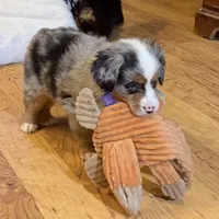 Henley “Hazel”, a male Miniature American Shepherd for sale in Paxton, IL – Photo 4 of 10