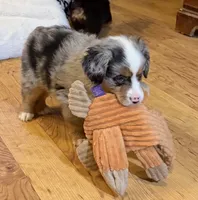 processed/c71a5250-56b3-4e9c-874f-b0f3d904917d/listing/d70bba8b-cc33-417d-9a7b-aa0d9a024a70/a305eb07-1801-4085-9cbf-3b8c5067969e