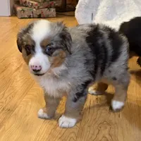 Henley “Hazel”, a male Miniature American Shepherd for sale in Paxton, IL – Photo 1 of 10