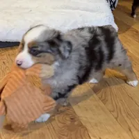 Henley “Hazel”, a male Miniature American Shepherd for sale in Paxton, IL – Photo 7 of 10