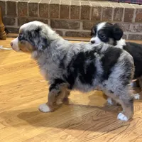 Henley “Hazel”, a male Miniature American Shepherd for sale in Paxton, IL – Photo 8 of 10
