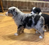 processed/c71a5250-56b3-4e9c-874f-b0f3d904917d/listing/d70bba8b-cc33-417d-9a7b-aa0d9a024a70/eeecf5d1-0dbc-4de6-9de0-49fdc0b8d89d