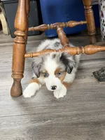 Birdie , a female Miniature American Shepherd for sale in Paxton, IL – 3 of 7
