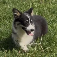 Sahara “Josie”, a female Pembroke Welsh Corgi for sale in Paxton, IL – 8 of 10