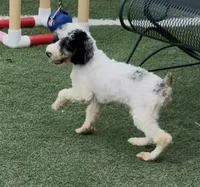 Bob, a male Cocker Spaniel and Poodle - Miniature  for sale in Paxton, IL – 3 of 10
