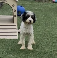 Bob, a male Cocker Spaniel and Poodle - Miniature  for sale in Paxton, IL – 6 of 10