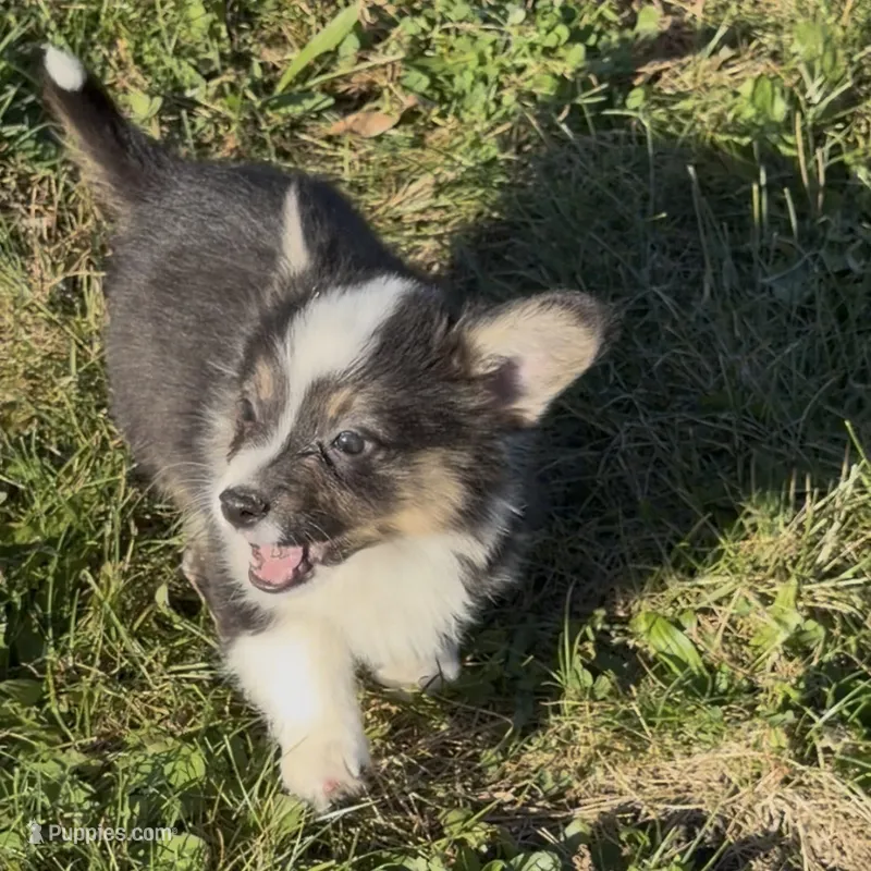 Rocky “Auggie” – Pembroke Welsh Corgi puppy for sale in Paxton, IL