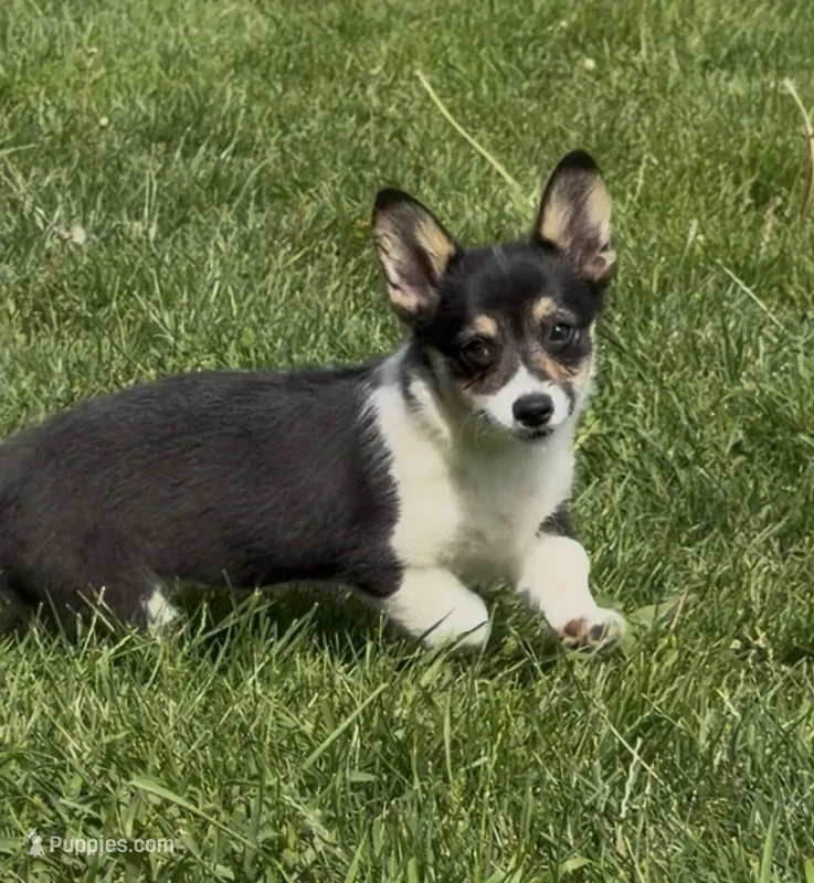 Raegan “Josie”  – Pembroke Welsh Corgi puppy for sale in Paxton, IL