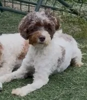 Chelsea “Barbie” , a female Cocker Spaniel and Poodle - Miniature  for sale in Paxton, IL – 7 of 10