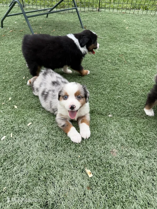 Birdie  – Miniature American Shepherd puppy on hold in Paxton, IL