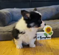 Sahara “Josie”, a female Pembroke Welsh Corgi for sale in Paxton, IL – Photo 5 of 5