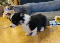 Sahara “Josie”, a female Pembroke Welsh Corgi for sale in Paxton, IL – Photo 4 of 5