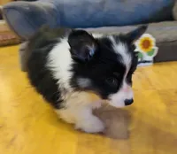 Sahara “Josie”, a female Pembroke Welsh Corgi for sale in Paxton, IL – Photo 2 of 5