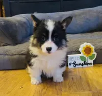 Sahara “Josie”, a female Pembroke Welsh Corgi for sale in Paxton, IL – Photo 3 of 5