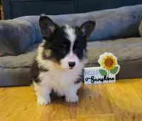 Sahara “Josie”, a female Pembroke Welsh Corgi for sale in Paxton, IL – Photo 1 of 5