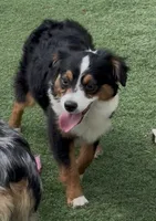 Happy “Hazel”, a female Miniature American Shepherd for sale in Paxton, IL – 10 of 10