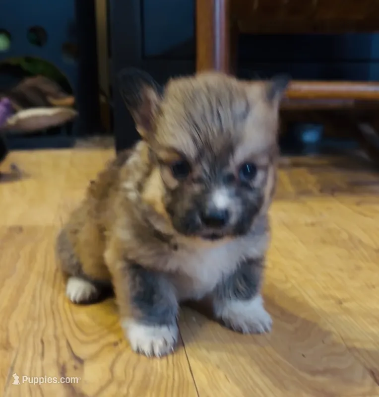 Penny “LakeLynn”