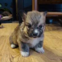 Penny “LakeLynn”, a female Pembroke Welsh Corgi for sale in Paxton, IL – Photo 1 of 2