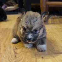 Penny “LakeLynn”, a female Pembroke Welsh Corgi for sale in Paxton, IL – Photo 2 of 2