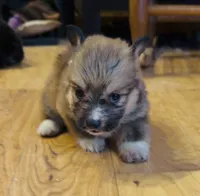 Penny “LakeLynn”, a female Pembroke Welsh Corgi for sale in Paxton, IL – Photo 2 of 2