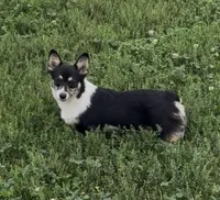 Raegan “Josie” , a female Pembroke Welsh Corgi for sale in Paxton, IL – 2 of 9