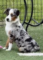 Brynn “Briana”, a female Miniature American Shepherd for sale in Paxton, IL – 6 of 6