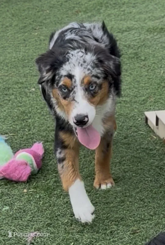 Brooklynn “Brianna” – Miniature American Shepherd puppy for sale in Paxton, IL