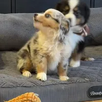 Glowing girl “Adele”, a female Miniature American Shepherd for sale in Paxton, IL – Photo 5 of 6