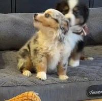 Glowing girl “Adele”, a female Miniature American Shepherd for sale in Paxton, IL – Photo 7 of 9