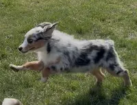 Glowing girl “Adele”, a female Miniature American Shepherd for sale in Paxton, IL – Photo 2 of 6