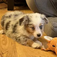 Glowing girl “Adele”, a female Miniature American Shepherd for sale in Paxton, IL – Photo 6 of 6