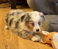Glowing girl “Adele”, a female Miniature American Shepherd for sale in Paxton, IL – Photo 8 of 9
