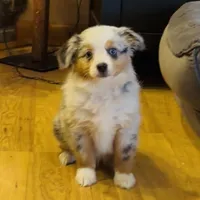 Glowing girl “Adele”, a female Miniature American Shepherd for sale in Paxton, IL – Photo 3 of 6