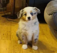 Glowing girl “Adele”, a female Miniature American Shepherd for sale in Paxton, IL – Photo 1 of 9