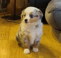Glowing girl “Adele”, a female Miniature American Shepherd for sale in Paxton, IL – Photo 3 of 9