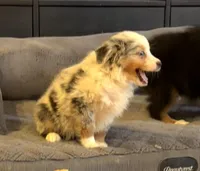 Glowing girl “Adele”, a female Miniature American Shepherd for sale in Paxton, IL – Photo 6 of 9