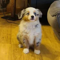 Glowing girl “Adele”, a female Miniature American Shepherd for sale in Paxton, IL – Photo 4 of 6