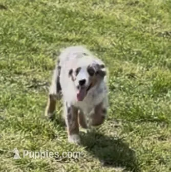 Glowing girl “Adele” – Miniature American Shepherd puppy for sale in Paxton, IL
